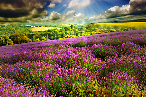 포토 JPG 해외이미지 주간 구름 하늘 사람없음 야외 햇빛 라벤더 필터 해외202004 해외포토 자연요소 꽃 태양 허브 파일형식