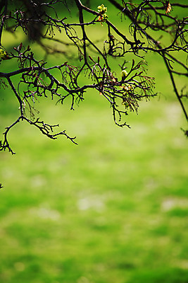 포토 JPG 해외이미지 나무 식물 계절 공원 잎 자연 아침 그림자 풍경 사람없음 초록색 여름 빛 컬러풀 햇빛 태양 평화 환경 침묵 일몰 봄 나뭇가지 시골 붓 소나무 숲 장면 강렬 양치류 파라다이스 해외202004 해외202105 해외포토 주간 자연요소 공공시설 컬러 컨셉 노을 소리 생태계 파일형식