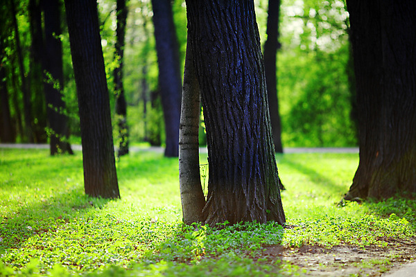 포토 JPG 해외이미지 나무 식물 계절 공원 도로 길 여행 잎 패턴 오렌지 자연 휴식 새로움 풍경 사람없음 야외 목재 빨간색 초록색 여름 빛 컬러풀 노란색 평화 봄 산책 성장 신선 황금 숲 오솔길 유기농 내추럴 옛날 해외202004 해외202105 해외포토 웰빙 공공시설 컬러 컨셉 무늬 과일 재료 교통시설 생태계 파일형식