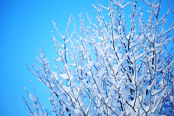 포토 JPG 해외이미지 주간 겨울 풍경 사람없음 야외 나뭇가지 상고대 겨울풍경 해외202004 해외202105 해외포토 자연요소 나무 계절 서리 파일형식