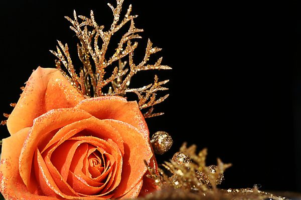 포토 JPG 해외이미지 나무 디자인 계절 꽃 행복 백그라운드 단풍 잎 캐나다 꽃무늬 패턴 오렌지 자연 날씨 사람없음 장식 빨간색 초록색 빛 컬러풀 장미 노란색 정원 할로윈 가을 흰색 변화 황금 숲 11월 오브젝트 순환 10월 강렬 고립 완벽 해외202004 해외202105 해외포토 식물 감정 컬러 컨셉 북아메리카 무늬 과일 모션 날짜 생태계 파일형식