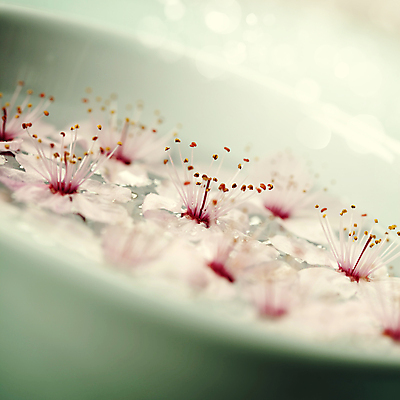 포토 JPG 해외이미지 실내 근접촬영 사람없음 아웃포커스 벚꽃 사발 소프트포커스 아로마테라피 해외202004 해외포토 꽃 뷰포인트 촬영기법 내부 사기그릇 테라피 파일형식