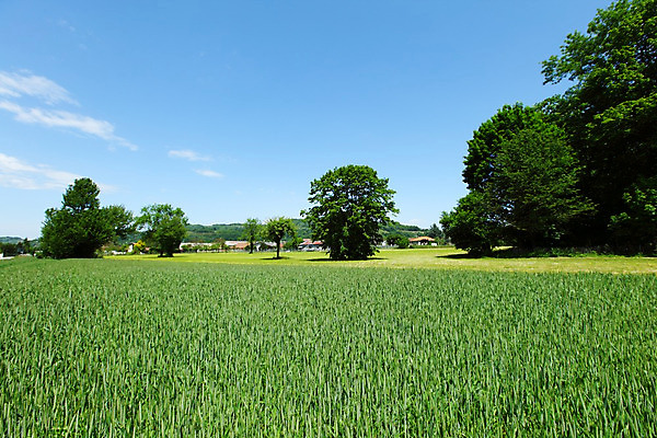 포토 JPG 해외이미지 나무 구름 꽃 유럽 여행 백그라운드 밭 자연 하늘 휴가 산 파노라마 풍경 초원 사람없음 야외 초록색 여름 파란색 농장 걷기 환경 계곡 맑음 봄 등산 하이킹 프랑스 시골 소나무 오스트리아 숲 언덕 알프스 절정 해외202004 해외202105 해외포토 자연요소 식물 계절 나라 컬러 농업 모션 레저 날씨 촬영기법 트래킹 생태계 파일형식