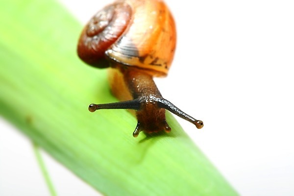 포토 JPG 해외이미지 잎 사람없음 잡초 달팽이 기어가기 해외202004 해외202105 해외포토 식물 모션 연체동물 파일형식