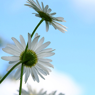 포토 JPG 해외이미지 식물 계절 꽃잎 꽃 분홍색 밭 자연 하늘 사람없음 파란색 빛 정원 보라색 투명 데이지 세피아 캐모마일 해외202004 해외202105 해외포토 컬러 농업 촬영기법 허브 생태계 파일형식