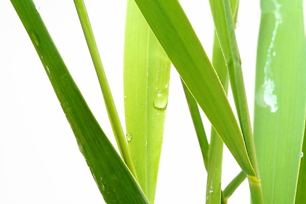 포토 JPG 해외이미지 잎 사람없음 잡초 달팽이 기어가기 해외202004 해외202105 해외포토 식물 모션 연체동물 파일형식