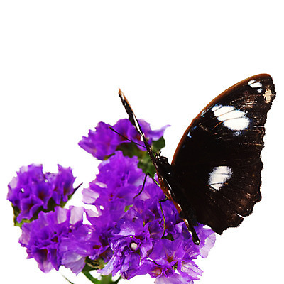 포토 JPG 해외이미지 식물 꽃잎 꽃다발 나비 곤충 잎 자연 사람없음 보라색 제비꽃 내추럴 해외202004 해외202105 해외포토 동물 꽃 컬러 생태계 파일형식