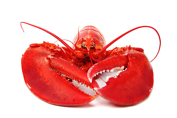 포토 JPG 해외이미지 사람없음 신선 바닷가재 해산물 흰배경 집게발 해외202004 해외202105 해외포토 백그라운드 흰색 가재 파일형식