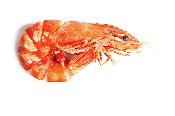 포토 JPG 해외이미지 새우 사람없음 해산물 흰배경 해외202004 해외202105 해외포토 백그라운드 갑각류 흰색 파일형식