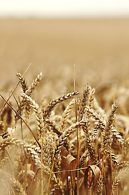 포토 JPG 해외이미지 식물 구름 밭 농업 자연 하늘 풍경 사람없음 여름 농작물 농장 농경지 노란색 수확 시골 밀 묘사 보리 밀짚 내추럴 토스카나 호밀 해외202004 해외202105 해외포토 자연요소 계절 산업 컬러 곡류 이탈리아 짚 생태계 파일형식