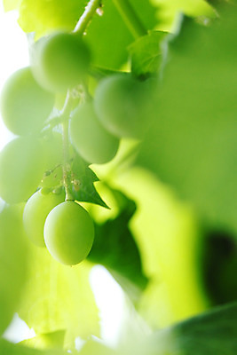 포토 JPG 해외이미지 식물 잎 과일 자연 포도 사람없음 아웃포커스 빛 포도밭 포도나무 해외202004 해외202105 해외포토 밭 촬영기법 과일나무 생태계 파일형식