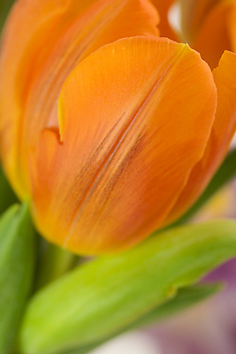 포토 JPG 해외이미지 근접촬영 사람없음 아웃포커스 튤립 해외202004 해외포토 꽃 뷰포인트 촬영기법 파일형식