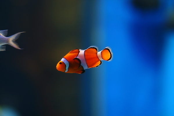 포토 JPG 해외이미지 식물 동물 야생동물 바다 섬 여행 백그라운드 모션 자연 휴가 바닥 어류 사람없음 물 파란색 빛 컬러풀 태양 갈색 노란색 맑음 수중 수영 활발 산호 작음 다이빙 소금 암초 수족관 깊이 동물상 이국적 해외202004 해외202105 해외포토 자연요소 컬러 컨셉 날씨 조형물 수중동물 수상스포츠 자포동물 크기 생태계 수중스포츠 파일형식