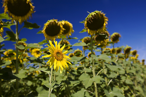 포토 JPG 해외이미지 주간 꽃밭 해바라기 사람없음 야외 해외202004 해외포토 자연요소 꽃 파일형식
