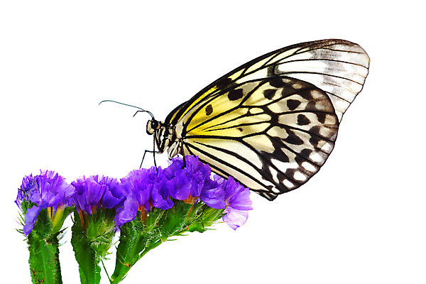 포토 JPG 해외이미지 나무 야생동물 나비 곤충 잎 자연 생물 사람없음 내추럴 해외202004 해외202105 해외포토 식물 동물 생태계 파일형식