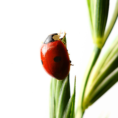 포토 JPG 해외이미지 식물 곤충 자연 사람없음 벌레 작음 무당벌레 내추럴 해외202004 해외202105 해외포토 동물 크기 생태계 파일형식
