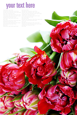 포토 JPG 해외이미지 꽃다발 사람없음 튤립 카피스페이스 해외202004 해외포토 꽃 공백 파일형식