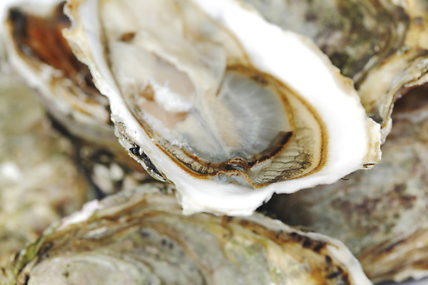 포토 JPG 해외이미지 식재료 실내 근접촬영 사람없음 아웃포커스 굴 신선 해외202004 해외202105 해외포토 뷰포인트 어패류 촬영기법 내부 파일형식