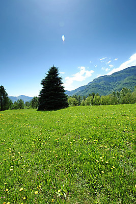 포토 JPG 해외이미지 나무 구름 꽃 유럽 여행 백그라운드 밭 자연 하늘 휴가 산 파노라마 풍경 초원 사람없음 야외 초록색 여름 파란색 농장 걷기 환경 계곡 맑음 봄 등산 하이킹 프랑스 시골 소나무 오스트리아 숲 언덕 알프스 절정 해외202004 해외202105 해외포토 자연요소 식물 계절 나라 컬러 농업 모션 레저 날씨 촬영기법 트래킹 생태계 파일형식