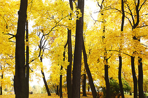포토 JPG 해외이미지 나무 계절 공원 단풍 잎 오렌지 자연 풍경 사람없음 야외 빛 컬러풀 노란색 평화 환경 가을 시골 황금 숲 장면 해외202004 해외202105 해외포토 식물 공공시설 컬러 컨셉 과일 생태계 파일형식