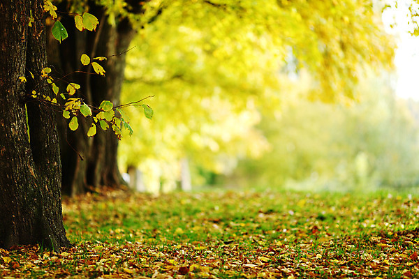 포토 JPG 해외이미지 나무 식물 계절 공원 꽃 도로 길 지구 줄기 잎 꽃무늬 오렌지 자연 하늘 추상 휴식 새로움 따뜻함 풍경 사람없음 야외 목재 빨간색 초록색 물 빛 세계 갈색 노란색 평화 가을 시골 황금 숲 신비 11월 땅 장면 10월 내추럴 해외202004 해외202105 해외포토 자연요소 공공시설 컬러 컨셉 무늬 과일 재료 교통시설 날짜 생태계 파일형식