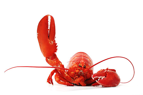 포토 JPG 해외이미지 사람없음 손들기 바닷가재 해산물 흰배경 집게발 해외202004 해외202105 해외포토 백그라운드 모션 흰색 가재 파일형식