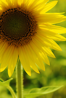 포토 JPG 해외이미지 주간 해바라기 사람없음 야외 해외202004 해외포토 자연요소 꽃 파일형식