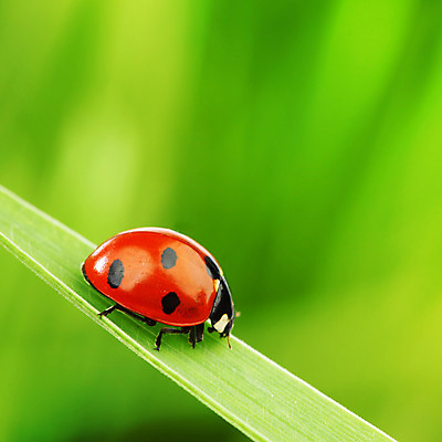 포토 JPG 해외이미지 식물 야생동물 곤충 잎 자연 초원 사람없음 벌레 소프트포커스 작음 무당벌레 내추럴 해외202004 해외202105 해외포토 동물 촬영기법 크기 생태계 파일형식
