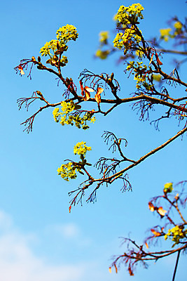 포토 JPG 해외이미지 나무 식물 구름 계절 공원 실루엣 백그라운드 잎 자연 벽지 하늘 날씨 왕관 건조 풍경 사람없음 야외 목재 초록색 여름 파란색 빛 태양 맑음 봄 광선 흰색 나뭇가지 죽음 닫기 숲 잠금 매듭 윤곽 장면 나무껍질 천국 자작나무 노출 고립 벌거벗은 해외202004 해외202105 해외포토 자연요소 공공시설 컬러 재료 모션 촬영기법 껍질 생태계 보안 파일형식