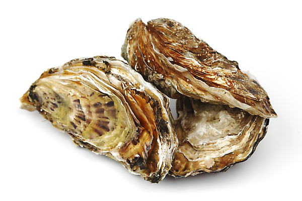 포토 JPG 해외이미지 식재료 실내 사람없음 굴 신선 흰배경 해외202004 해외202105 해외포토 백그라운드 어패류 내부 흰색 파일형식