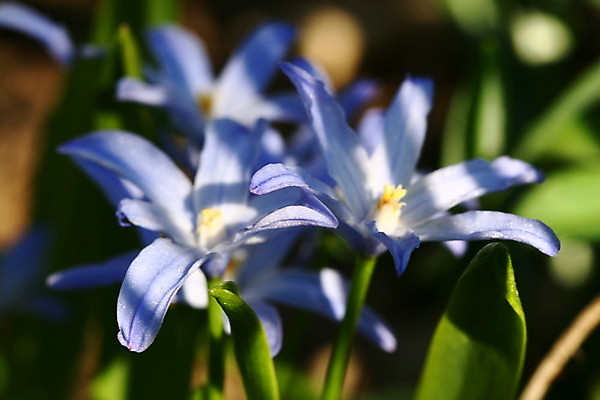 포토 JPG 해외이미지 모양 식물 공원 꽃잎 꽃 백그라운드 꽃무늬 사람없음 야외 그래픽 장식 초록색 파란색 정원 보라색 봄 성장 벚꽃 투명 숲 큼 그늘 심볼 묘사 싱글 질감 노루귀 블러 해외202004 해외202105 해외포토 계절 공공시설 컬러 무늬 크기 파일형식