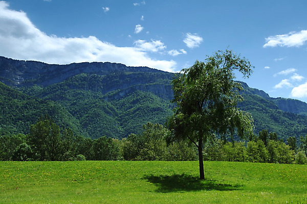 포토 JPG 해외이미지 나무 구름 꽃 유럽 여행 백그라운드 밭 자연 하늘 휴가 산 파노라마 풍경 초원 사람없음 야외 초록색 여름 파란색 농장 걷기 환경 계곡 맑음 봄 등산 하이킹 프랑스 시골 소나무 오스트리아 숲 언덕 알프스 절정 해외202004 해외202105 해외포토 자연요소 식물 계절 나라 컬러 농업 모션 레저 날씨 촬영기법 트래킹 생태계 파일형식