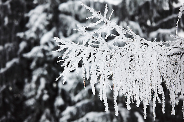 포토 JPG 해외이미지 주간 겨울 풍경 사람없음 야외 아웃포커스 나뭇가지 상고대 겨울풍경 해외202004 해외202105 해외포토 자연요소 나무 계절 촬영기법 서리 파일형식