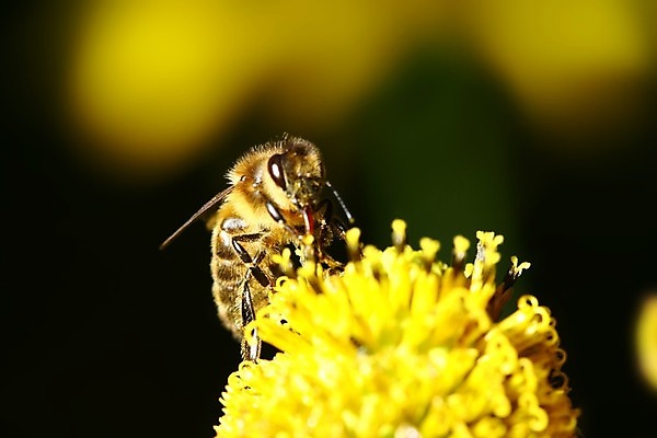 포토 JPG 해외이미지 식물 꽃잎 나비 곤충 잎 자연 하늘 초원 사람없음 야외 벌 바쁨 꿀 해외202004 해외202105 해외포토 동물 꽃 생태계 파일형식