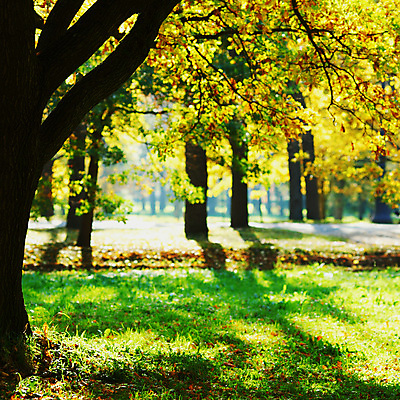 포토 JPG 해외이미지 나무 식물 계절 공원 길 줄기 단풍 잎 오렌지 자연 풍경 사람없음 야외 빨간색 초록색 컬러풀 노란색 평화 걷기 환경 하이킹 가을 나뭇가지 시골 황금 숲 11월 장면 10월 해외202004 해외202105 해외포토 공공시설 컬러 컨셉 과일 모션 레저 날짜 생태계 파일형식
