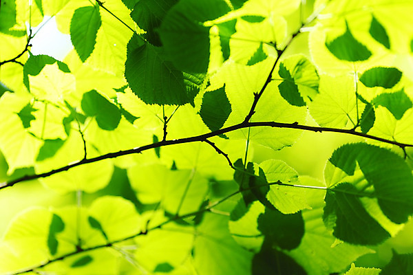 포토 JPG 해외이미지 나무 식물 공원 백그라운드 잎 자연 사람없음 야외 초록색 여름 빛 햇빛 환경 맑음 봄 성장 나뭇가지 신선 숲 내추럴 해외202004 해외202105 해외포토 계절 공공시설 컬러 날씨 태양 생태계 파일형식