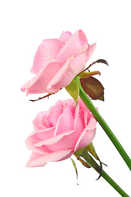 포토 JPG 해외이미지 식물 기념일 꽃잎 꽃 줄기 분홍색 꽃다발 백그라운드 컨셉 잎 꽃무늬 패턴 데이트 자연 휴가 발렌타인데이 건강 선물 사랑 사람없음 장식 빨간색 초록색 장미 낭만 벚꽃 흰색 축하 신선 신용카드 유혹 심볼 싱글 질감 열정 내추럴 고립 완전 해외202004 해외202105 해외포토 감정 컬러 무늬 데이이벤트 이벤트 금융 생태계 파일형식