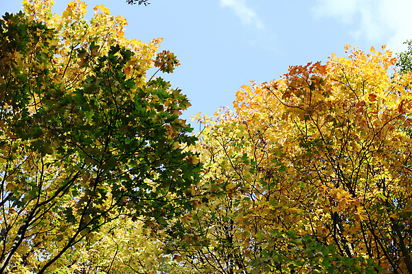 포토 JPG 해외이미지 나무 디자인 계절 공원 백그라운드 단풍 잎 캐나다 패턴 오렌지 자연 벽지 추상 프레임 건조 풍경 사람없음 야외 빨간색 빛 컬러풀 갈색 노란색 산책 활발 광선 가을 나뭇가지 황금 플랫 닫기 숲 가득함 묘사 질감 장면 엘리먼트 해외202004 해외202105 해외포토 식물 공공시설 컬러 컨셉 북아메리카 무늬 과일 모션 휴식 생태계 파일형식