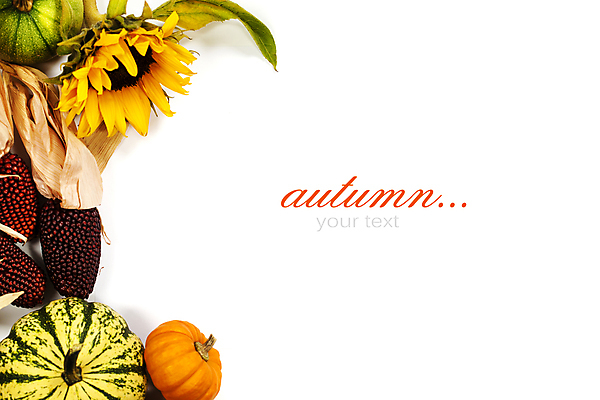 포토 JPG 해외이미지 호박 해바라기 실내 타이포그라피 사람없음 농작물 가을 흰배경 카피스페이스 흑찰옥수수 해외202004 해외포토 문자 계절 꽃 백그라운드 농업 채소 내부 공백 흰색 찰옥수수 파일형식