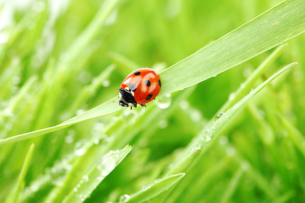 포토 JPG 해외이미지 식물 디자인 계절 야생동물 곤충 백그라운드 잎 밭 자연 추상 건강 초원 사람없음 빨간색 초록색 물 여름 햇빛 환경 정원 봄 젖음 성장 흰색 물방울 신선 액체 칼날 떨어짐 이슬 작음 빗방울 순수 무당벌레 내추럴 해외202004 해외202105 해외포토 자연요소 동물 컬러 컨셉 무늬 농업 태양 비_날씨 크기 생태계 파일형식