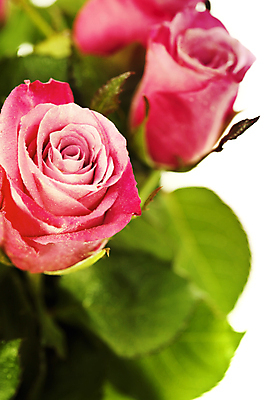 포토 JPG 해외이미지 잎 실내 근접촬영 사람없음 장미 흰배경 해외202004 해외포토 식물 꽃 뷰포인트 백그라운드 내부 흰색 파일형식