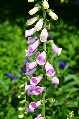 포토 JPG 해외이미지 식물 계절 공원 꽃 행복 컨셉 밭 장난 자연 휴가 휴식 풍경 초원 사람없음 야외 초록색 여름 빛 봄 활발 잠 데이지 심플 트랙 발가락 내추럴 양발 수평선 해외202004 해외202105 해외포토 공공시설 감정 컬러 농업 발 생태계 파일형식