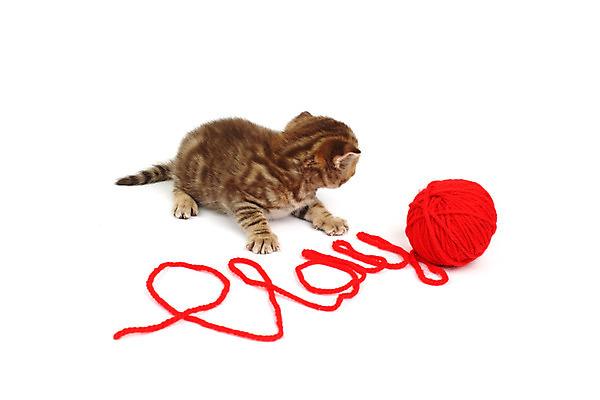 포토 JPG 해외이미지 동물 1 응시 남자 얼굴 백그라운드 오렌지 장난 공 포유류 자연 놀이 휴식 수염 털 사람없음 빨간색 초록색 반려동물 장난감 갈색 노란색 파티 머리 검은색 고양이 흰색 표현 닫기 작음 호기심 코 양모 고립 해외202004 해외202105 해외포토 시선 감정 컬러 컨셉 과일 모션 사람 이벤트 신체부위 직물 크기 생태계 파일형식