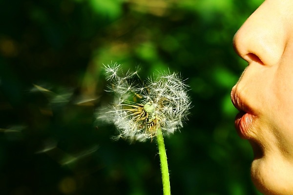 포토 JPG 해외이미지 식물 전통 계절 꽃 얼굴 줄기 잎 과일 모션 자연 하늘 바람 생물 씨앗 사람없음 공중 여름 파란색 빛 약 지구본 머리 봄 자유 흰색 행운 우아함 치아 수분 민들레 허브 깃털 싱글 꽃가루 부드러움 소원 솜털 리빙 영원 타격 해외202004 해외202105 해외포토 자연요소 컬러 컨셉 의학 날씨 신체부위 소화기관 감각 가루 생태계 파일형식