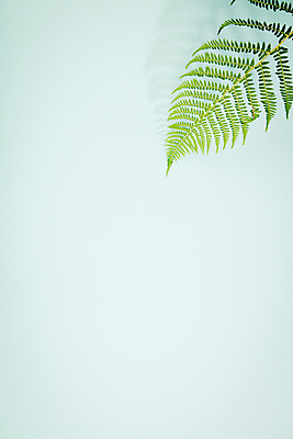 포토 JPG 해외이미지 잎 실내 사람없음 파란배경 카피스페이스 해외202004 해외포토 식물 백그라운드 내부 파란색 공백 파일형식