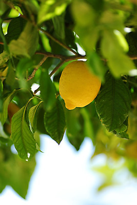 포토 JPG 해외이미지 나무 식물 음식 백그라운드 잎 밭 농업 과일 자연 귤 매달리기 건강 사람없음 초록색 물 농작물 햇빛 농장 노란색 우주 맑음 주스 수확 성장 나뭇가지 신선 소프트포커스 숲 다발 지중해 레몬 가득함 유기농 보케 라임 내추럴 블러 숙성 많음 카피스페이스 해외202004 해외202105 레몬나무 해외포토 자연요소 웰빙 산업 음료 바다 컬러 컨셉 모션 날씨 촬영기법 태양 공백 생태계 파일형식