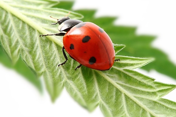 포토 JPG 해외이미지 식물 곤충 자연 사람없음 벌레 작음 무당벌레 내추럴 해외202004 해외202105 해외포토 동물 크기 생태계 파일형식