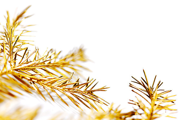 포토 JPG 해외이미지 나무 식물 백그라운드 크리스마스 휴가 새해 프레임 사람없음 장식 흰색 나뭇가지 소나무 신용카드 황금 상록수 침엽수 전나무 내추럴 고립 가문비나무 국경 해외202004 해외202105 해외포토 기념일 컬러 금융 파일형식