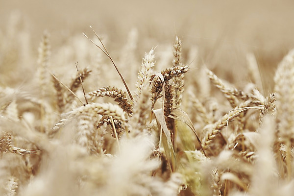 포토 JPG 해외이미지 식물 구름 계절 음식 빵 줄기 백그라운드 밭 농업 자연 하늘 건조 건강 씨앗 풍경 사람없음 여름 파란색 농작물 농장 농경지 노란색 맑음 수확 성장 시골 황금 닫기 낟알 시리얼 밀 묘사 보리 귀 무거움 밀짚 내추럴 밭일 숙성 토스카나 호밀 해외202004 해외202105 해외포토 자연요소 산업 컬러 모션 날씨 곡류 신체부위 이탈리아 무게 짚 생태계 파일형식