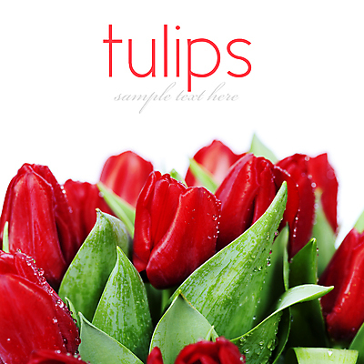 포토 JPG 해외이미지 타이포그라피 사람없음 튤립 물방울 흰배경 해외202004 해외포토 문자 꽃 백그라운드 흰색 파일형식